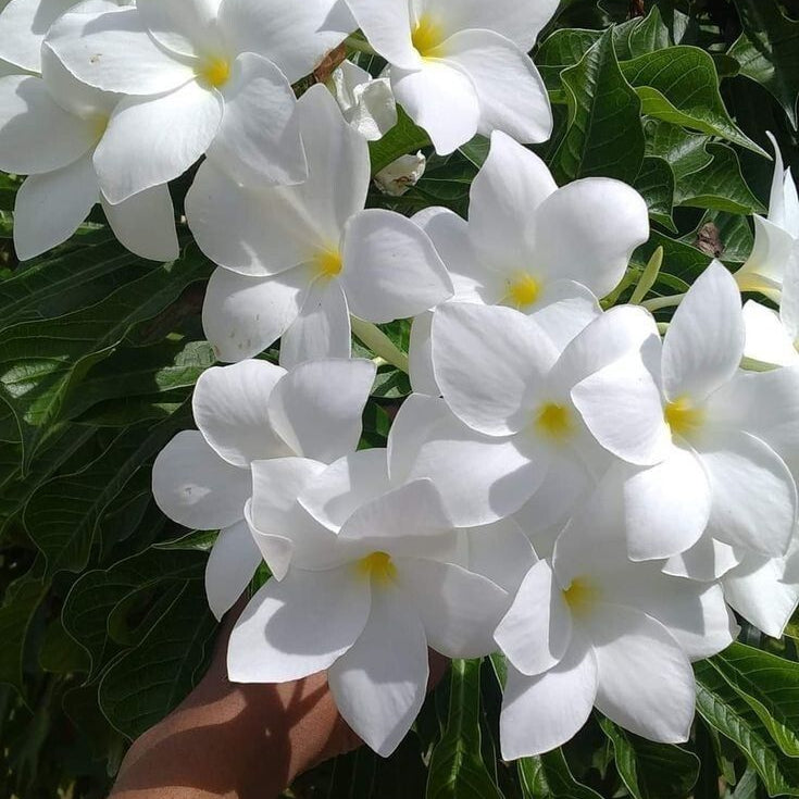 White flowers with green leaves held by a hand
