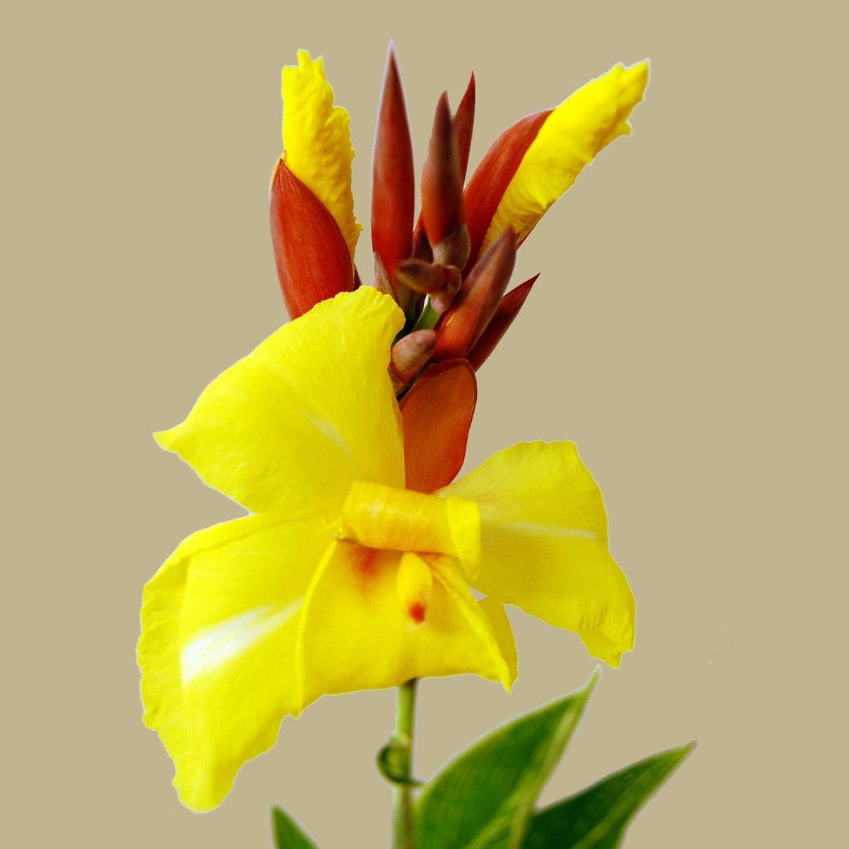 Yellow and red flower against a beige background