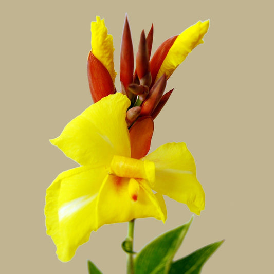 Yellow and red flower against a beige background