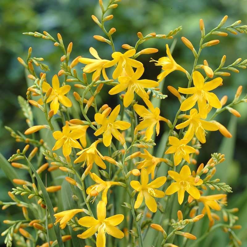 Yellow flowers with green leaves on a blurred natural background