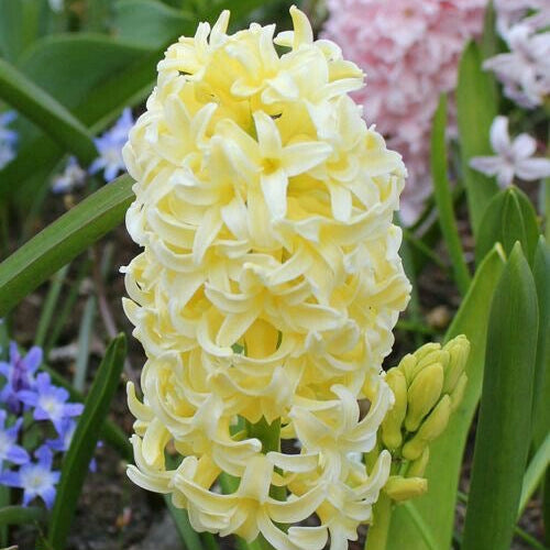 Yellow hyacinth flower with green leaves and other flowers in the background