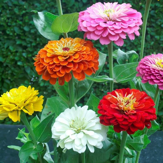 Zinnia Flower Seeds, Multicolour Seeds 50-100