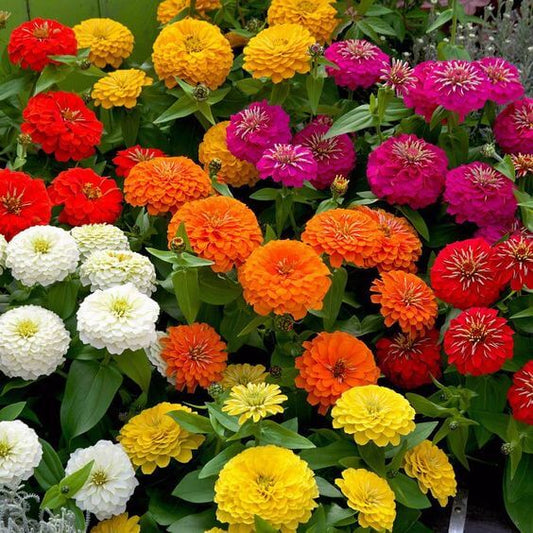 Zinnia Flower Seeds, Multicolour Seeds 50-100