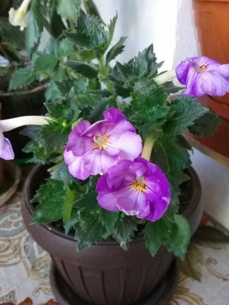 achimenes double flower bulbs mixed colors for home garden