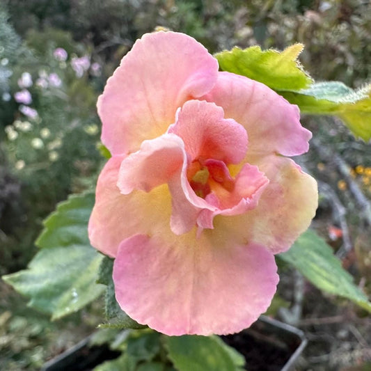achimenes double flower bulbs colorful blooming plants for home garden