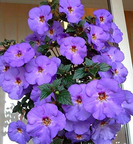 Achimenes Purple Imported Flower Bulbs