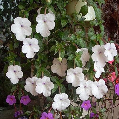 Achimenes White Imported Flower Bulbs