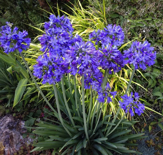 Agapanthus Flower Plants outdoor Plants