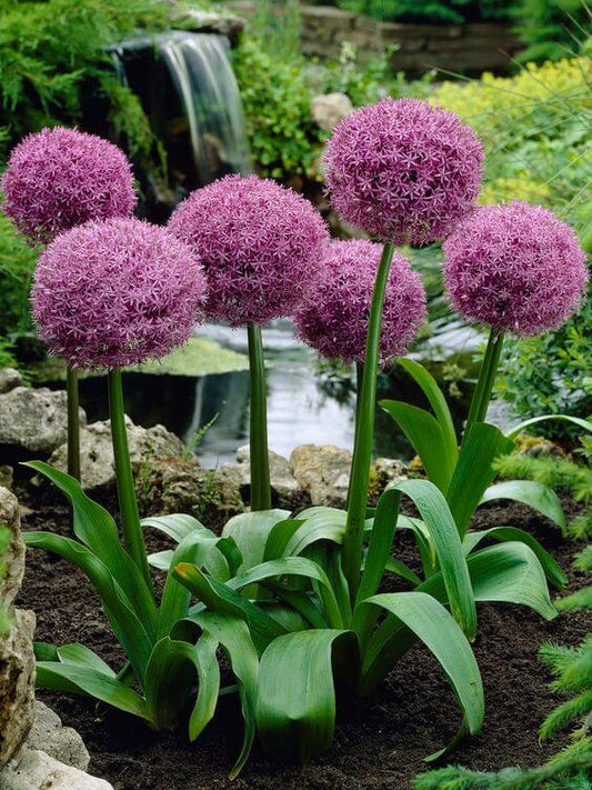 Allium Purple Imported Flower Bulbs