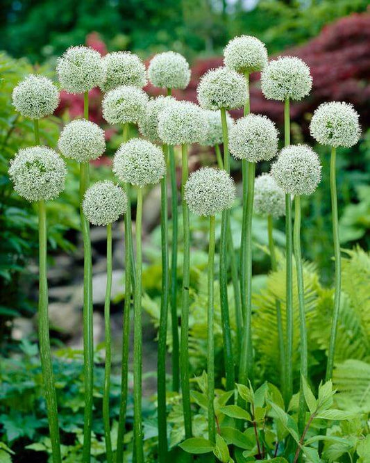 Allium White Imported Flower Bulbs