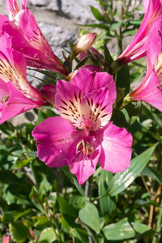 alstroemeria flower bulbs mixed colors, Peruvian lily for home garden
