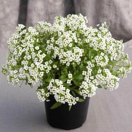 Sweet Alyssum Flower Seeds, Imported Seeds 50-100