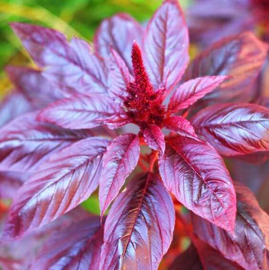 Amaranth Red Imported seeds 50-100