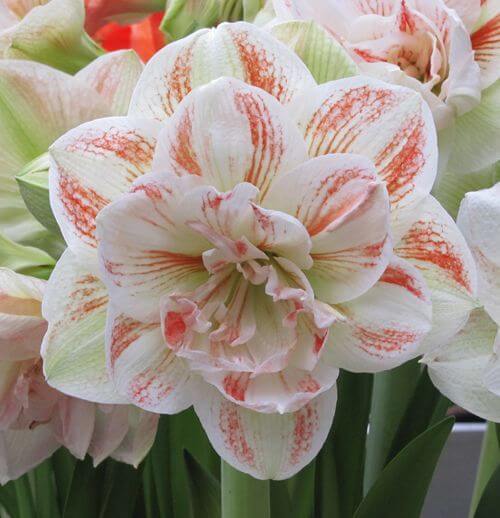 Amaryllis Lily Double Flower Bulbs Pack of 2 Bulbs