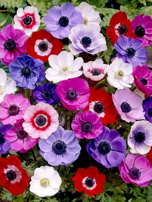 Anemone Multicolor Imported Flower Bulbs