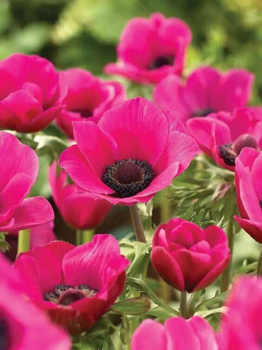 Anemone Pink Imported Flower Bulbs