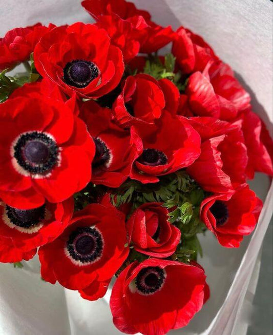 Anemone Red Imported Flower Bulbs