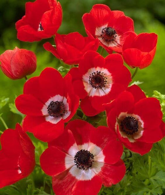 Anemone Red Imported Flower Bulbs