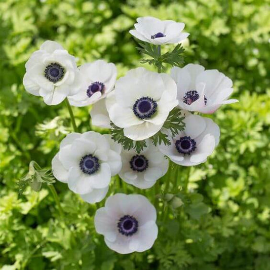 Anemone White Imported Flower Bulbs