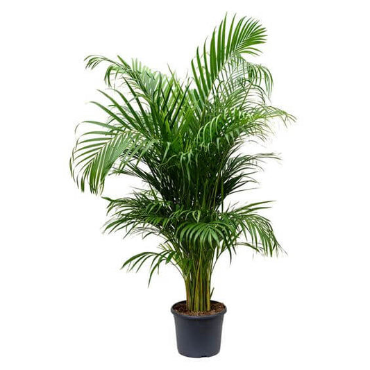 Areca Palm Miniature Air Purifying Plants