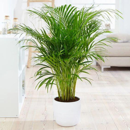 Areca Palm Miniature Air Purifying Plants