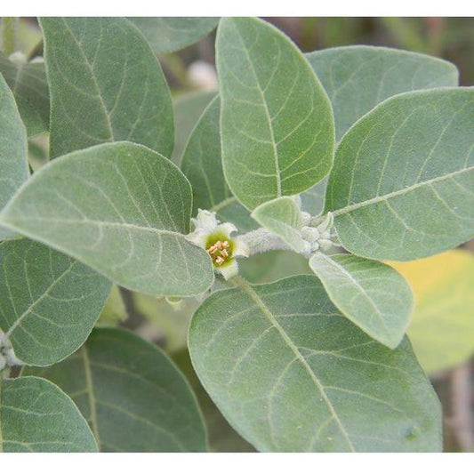 Ashwagandha Herb Seeds, Imported Seeds 40-50