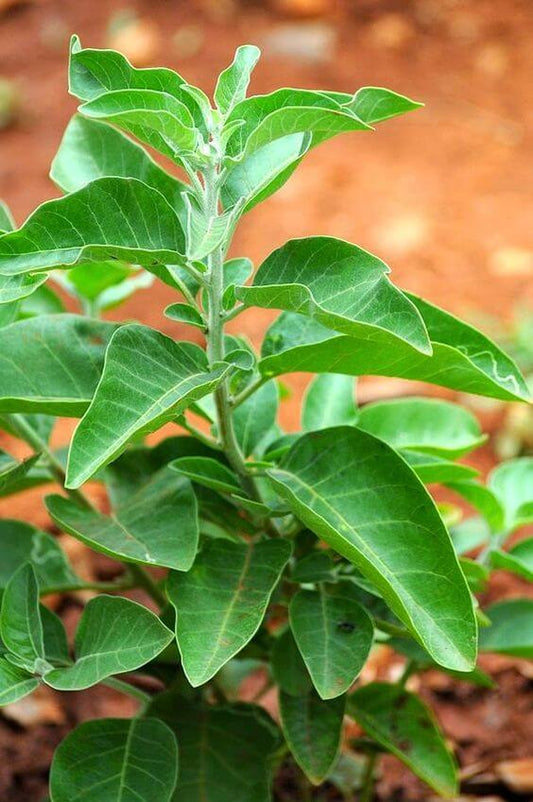 Ashwagandha Herb Seeds, Imported Seeds 40-50