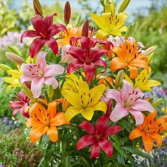 Asiatic lily Lilium Imported Flower Bulbs Multicolor