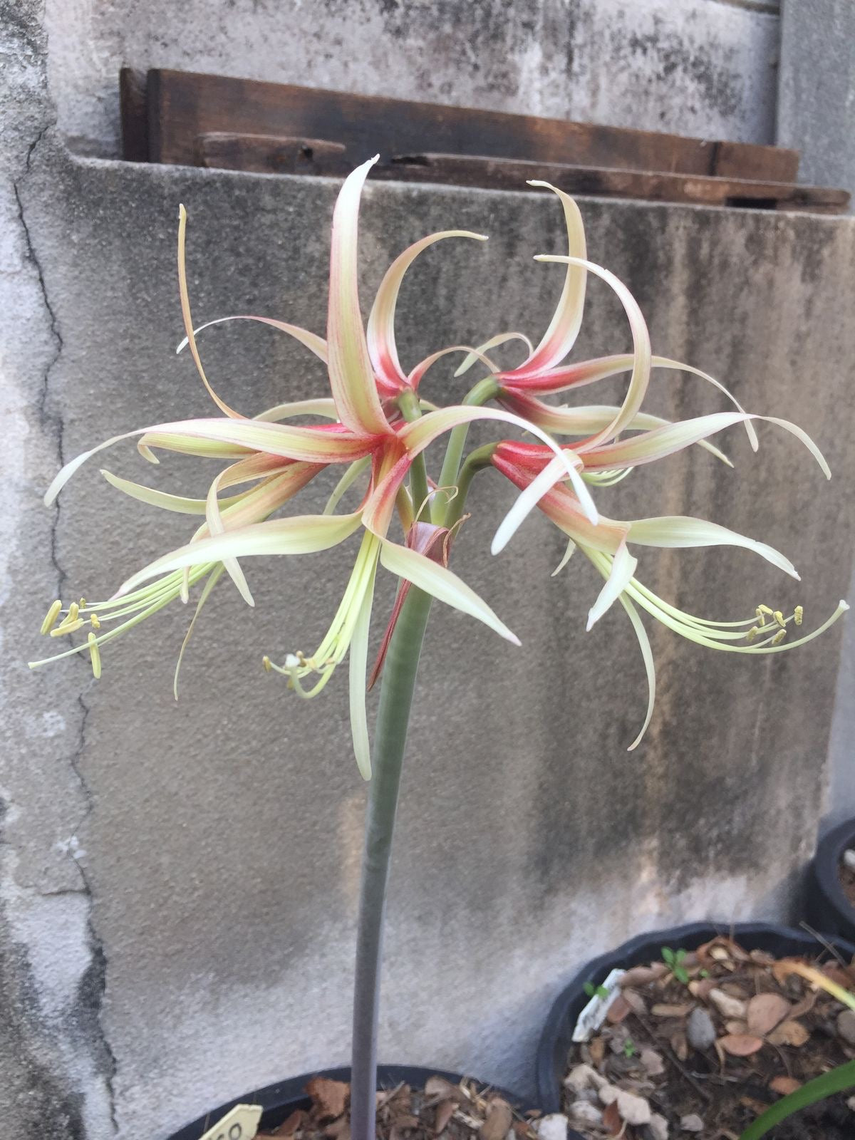 asiatic lily flower bulbs for summer bloom home garden