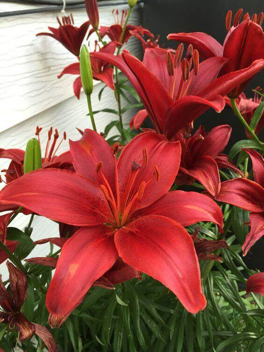 Asiatic lily Lilium Imported Flower Bulbs Red