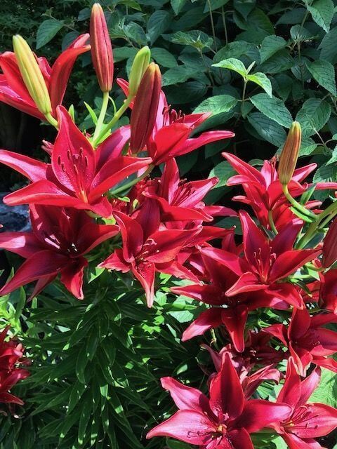 Asiatic lily Lilium Flower Bulbs Red Colours Pack Of 2 Bulbs