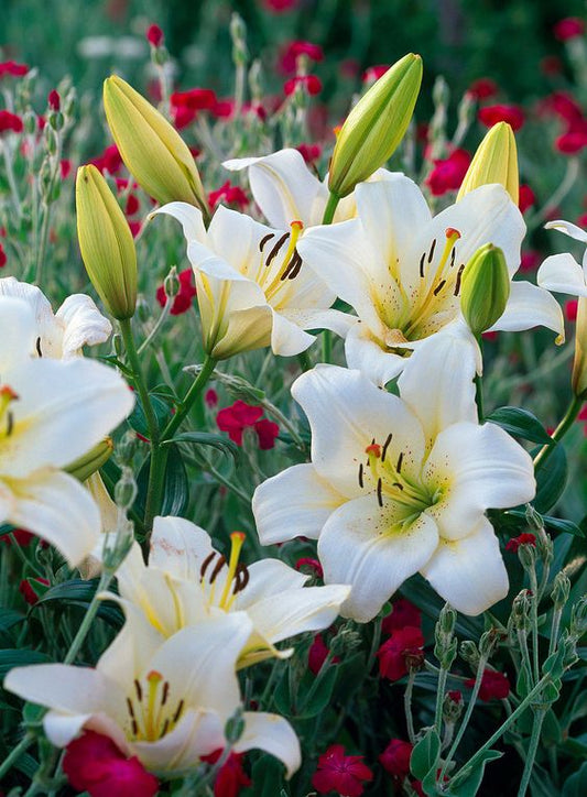 Asiatic lily Lilium Imported Flower Bulbs White