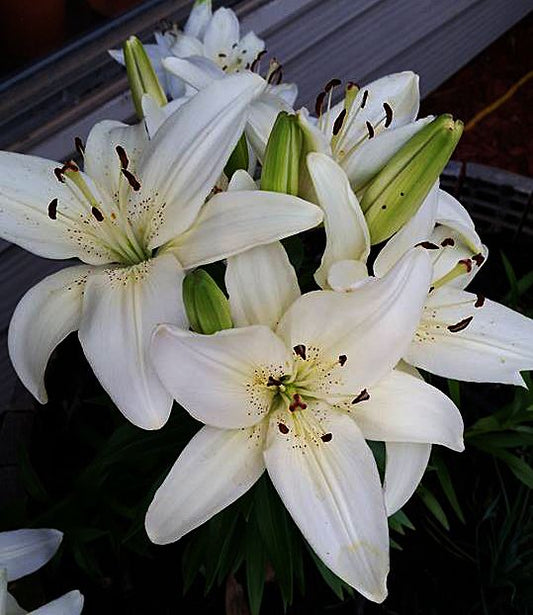 Asiatic lily Lilium Imported Flower Bulbs White