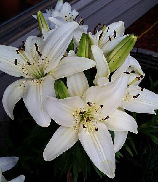 Oriental lily Imported Flower Bulbs White