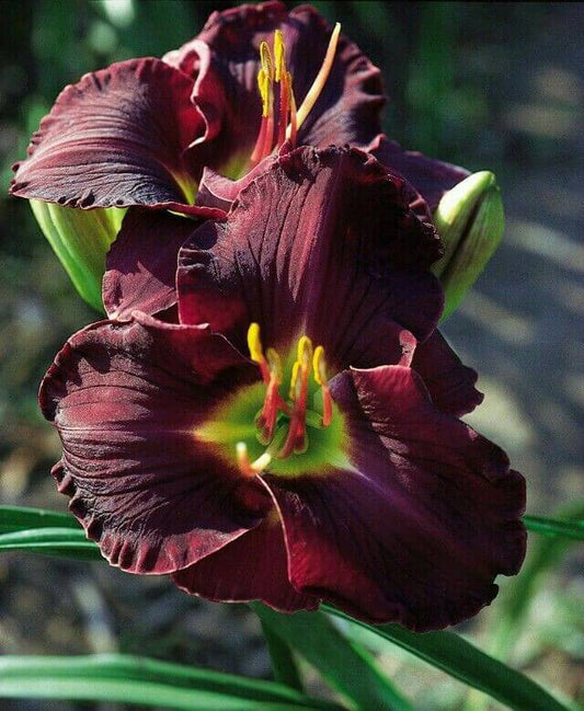 Day lily Imported Flower Bulbs Purple