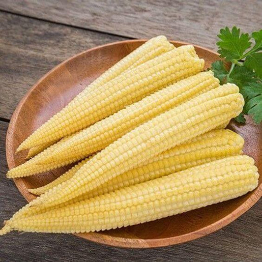 Baby Corn Imported seeds 30-40