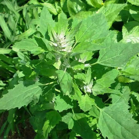 Bathua Saag Imported Vegetable seeds 50-100