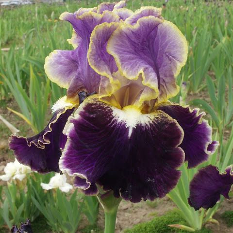 bearded iris colorful flowers exotic bloom garden India