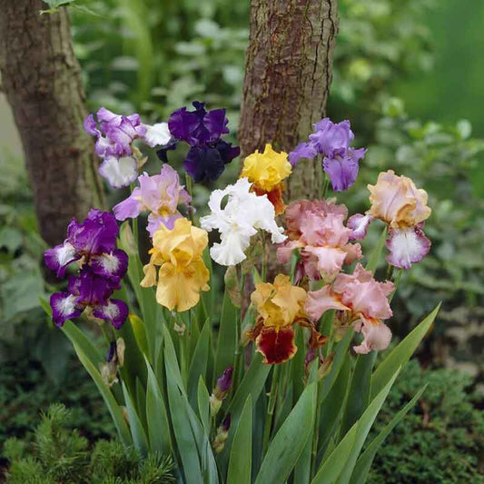 Bearded Iris Imported Flower Bulbs Multicolor 5