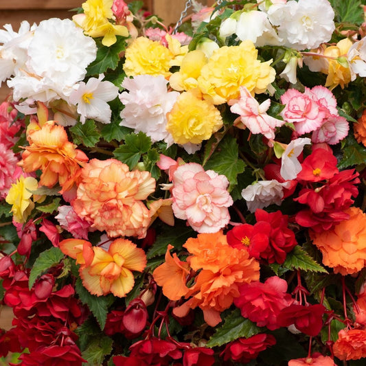 begonia jumbo large-bloom colorful flowers balcony garden India