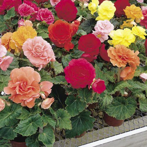 Begonia Tuberous Double Pack of 2 Bulbs