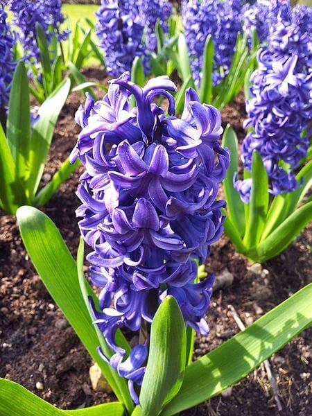 Hyacinth Imported Flower Bulbs Blue