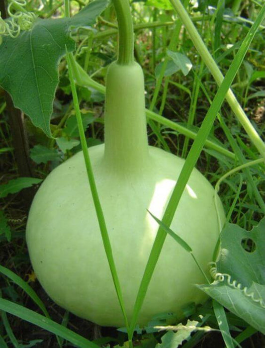 Bottle Gourd Round Imported Seeds 20-30