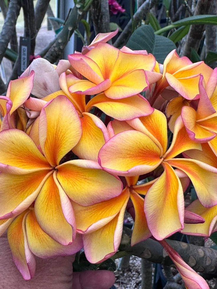 Close-up of a bouquet of pink and yellow frangipani flowers.