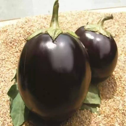 Brinjal Black Round Imported Seeds 50-100