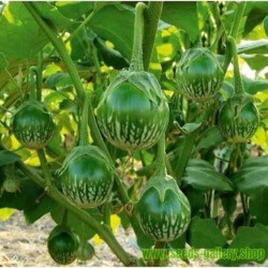 Brinjal Green Round Imported Seeds 50-100