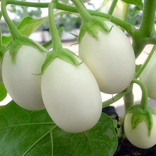 Brinjal White Round Imported Seeds 50-100