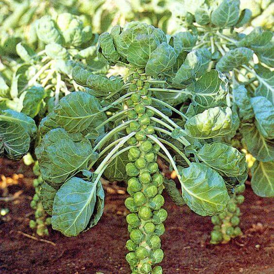 Brussels Sprouts Imported Seeds 50-100