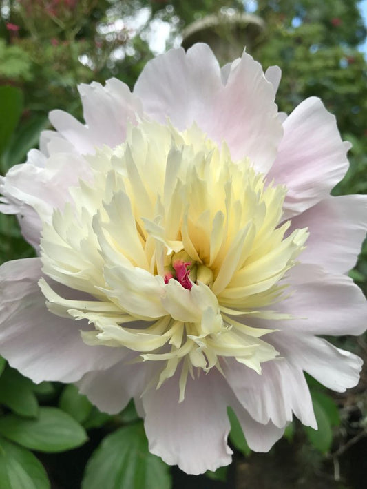 bush peony large bloom flowers pink white garden India