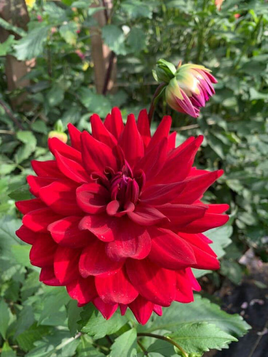 Dahlia Red Imported Flower Bulbs 5